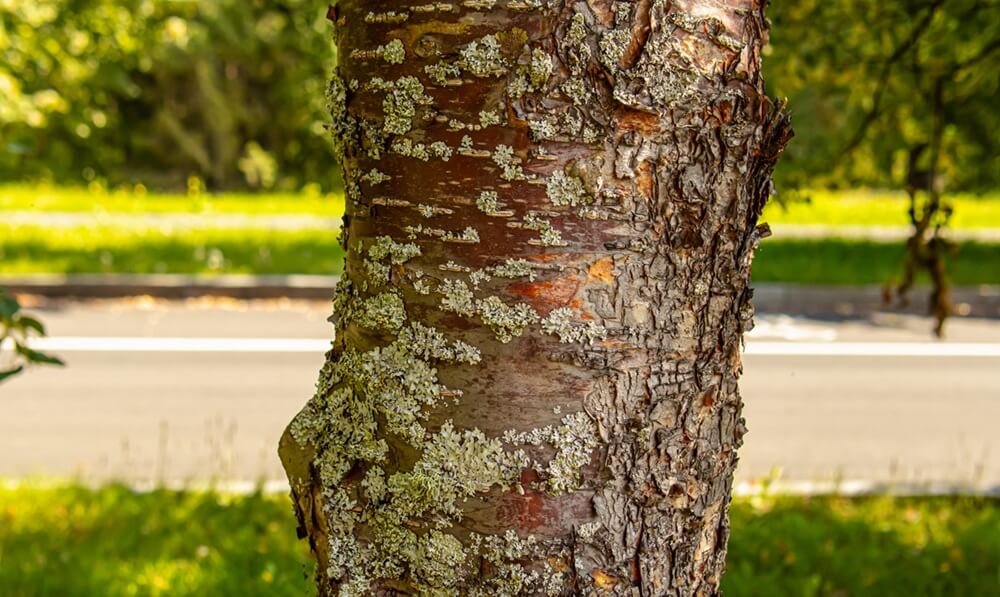 Lichen on the trunk of tree 