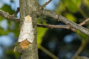 Spongy Moth Laying an Egg Mass