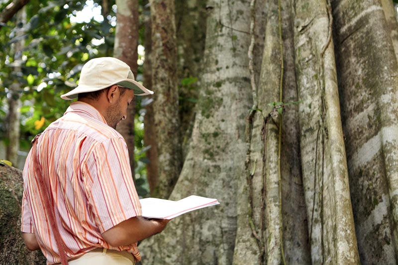 an arborist surveying a tree to perform tree care services