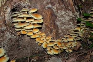 armillaria root rot