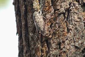 cigarra in tree