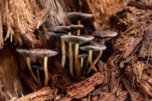 family of fungi in the order Agaricales with agaric shaped fruitbodies