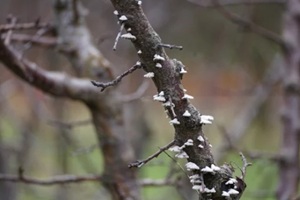 fungus grown on tree branch