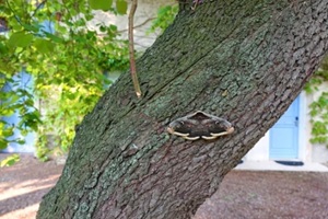 giant or great peacock emperor moth