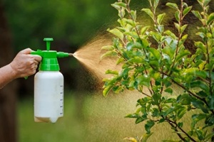 hand spraying pesticides on a tree