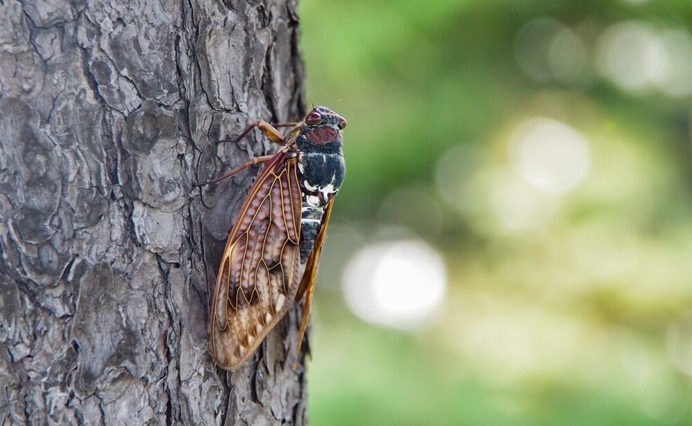 insect on tree