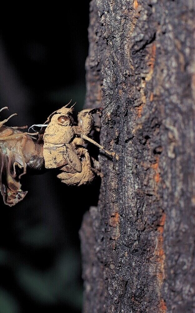 insect shedding skin on a tree