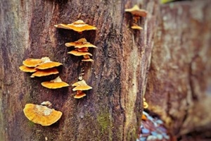 microporus xanthopus fungi on old wood in rain forest background