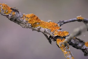 tree branch eaten by fungus