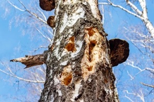 tree damaged by insects