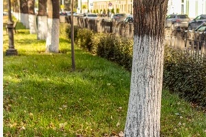 trees planted in big garden