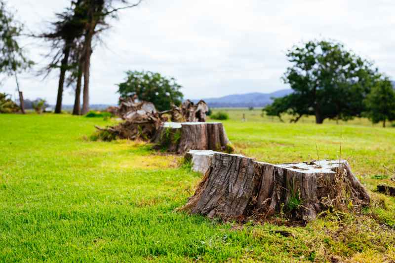 tree removal