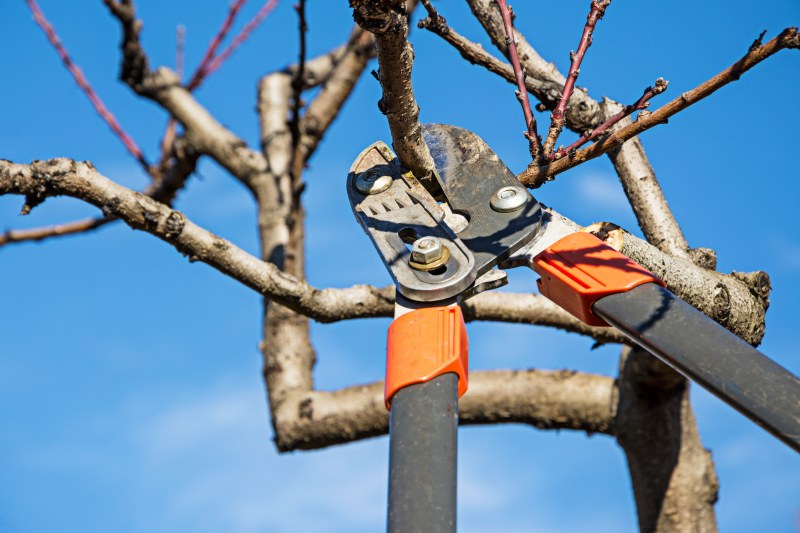 pruning and trimming of trees and shrubs