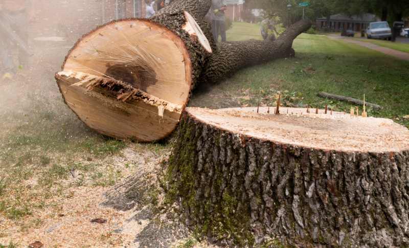 tree removal before stump grinding