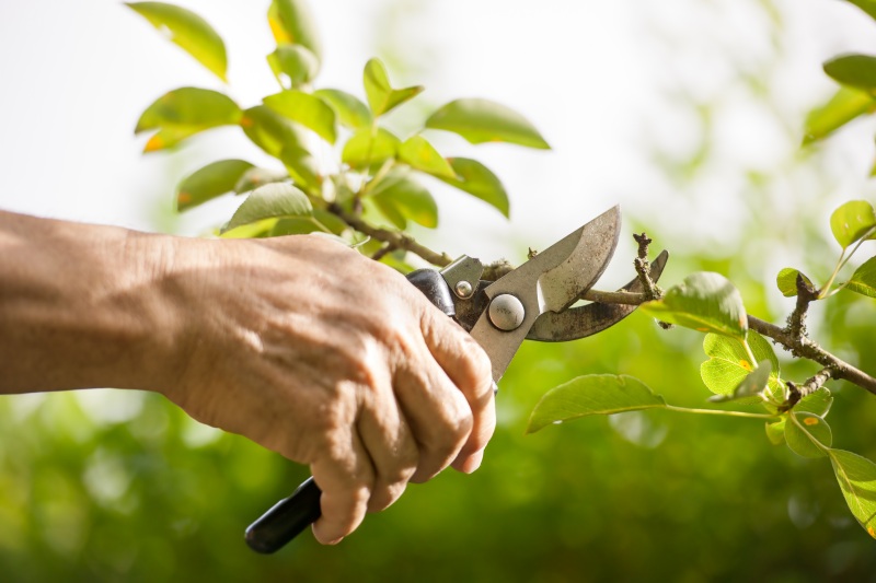 hand pruning