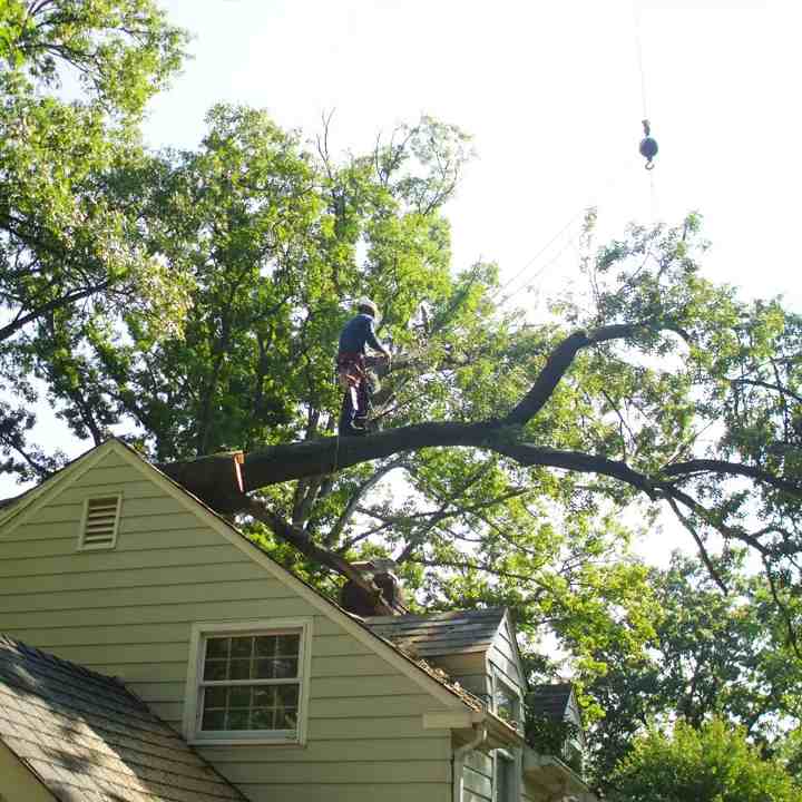 emergency tree fall