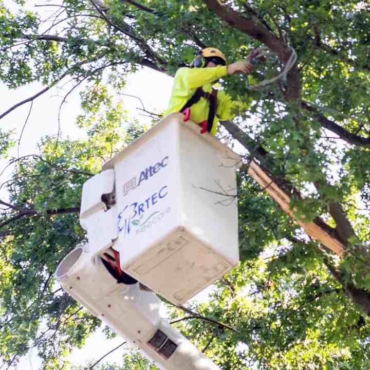 tree trimming