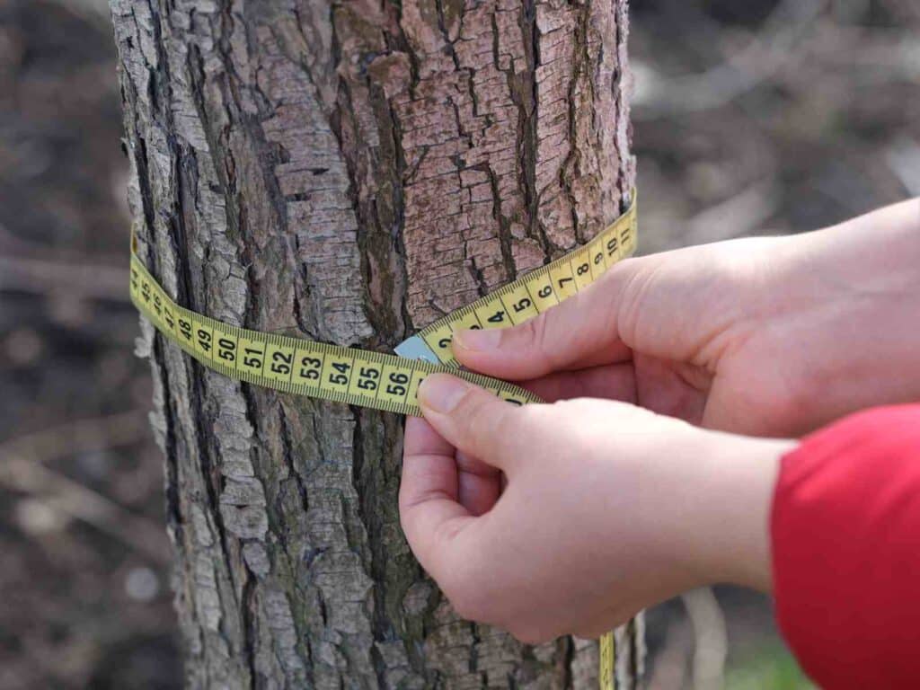 tree-measuring