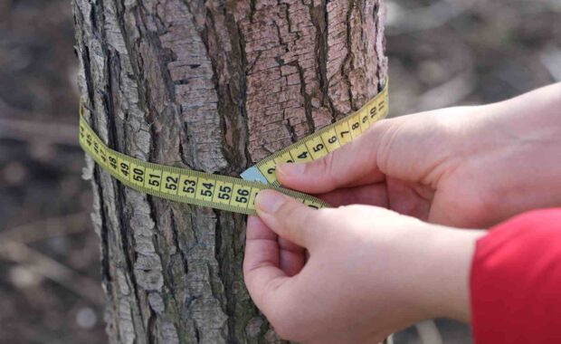 tree-measuring