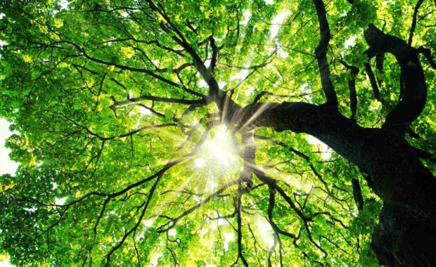 Maple tree with sunbeams