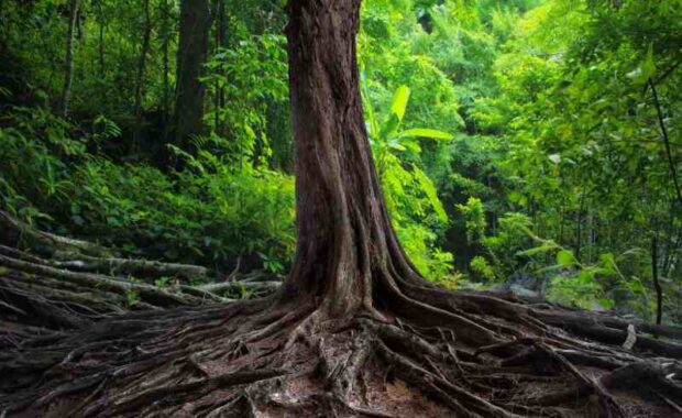 tree roots