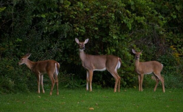 deer near woods