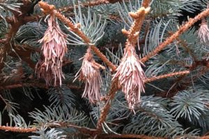 bagworms