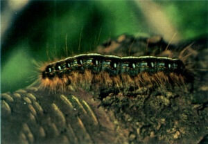 eastern tent caterpillar