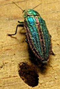 emerald ash borer
