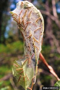 fall webworms