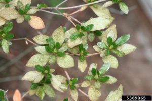 lace bugs