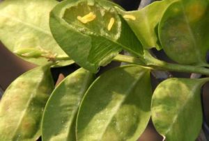 Leafminer