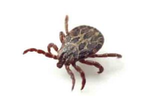 tick