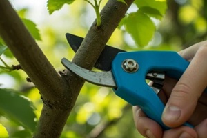 close-up of hands using blue pruning shears to trim a tree branch in a lush green garden
