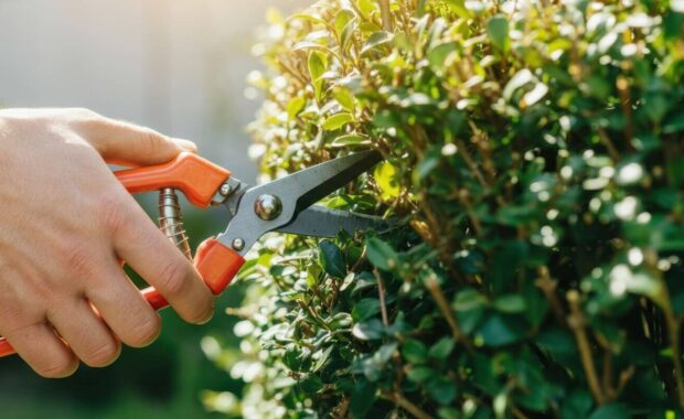 close-up of pruning shears trimming green hedge in garden on sunny day