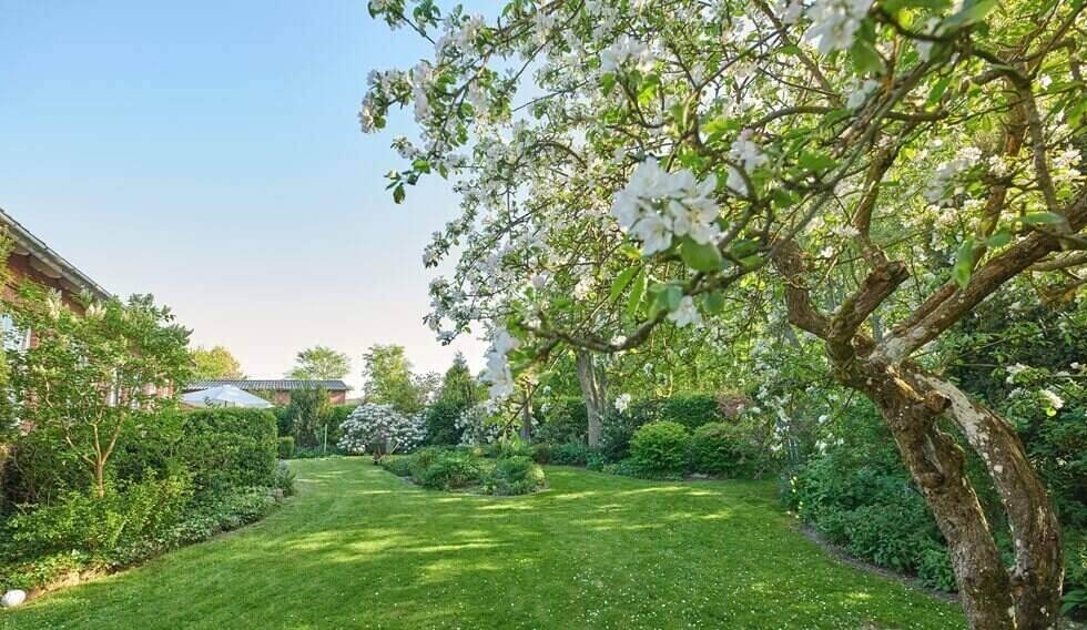 flowers and trees with lawn of backyard for bush