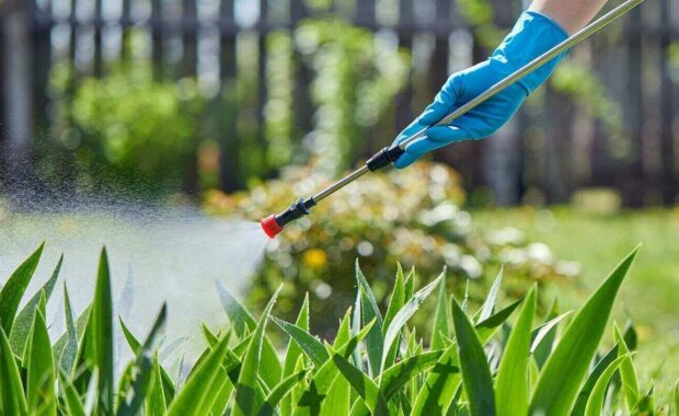 gardener or farmer spraying green plants in the garden with chemicals or ecological