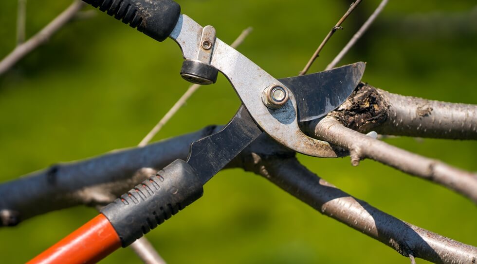 person cutting dead plant branch