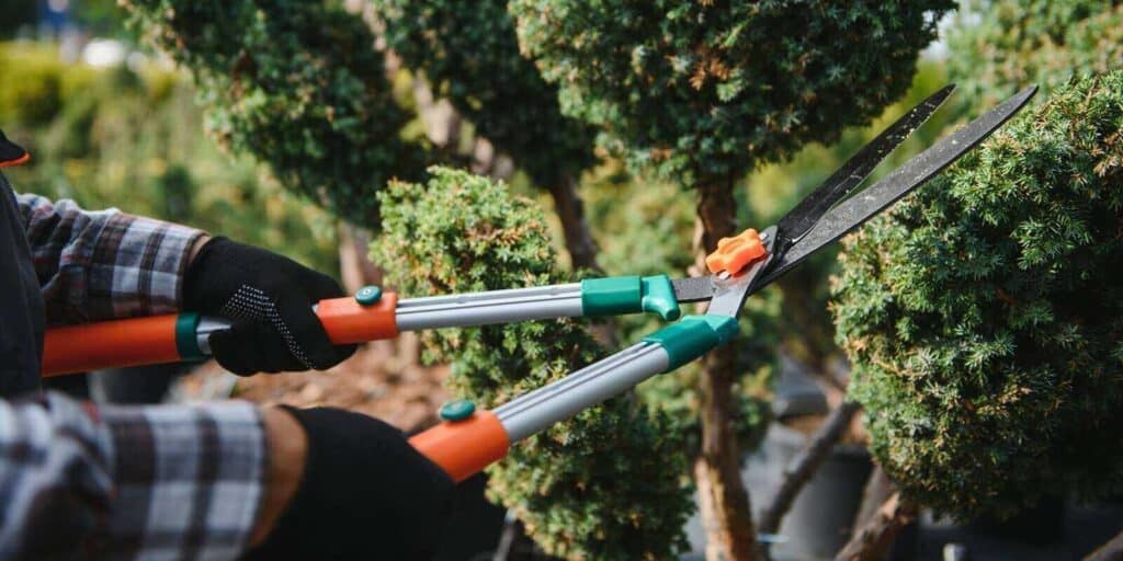 the gardener trims the trees
