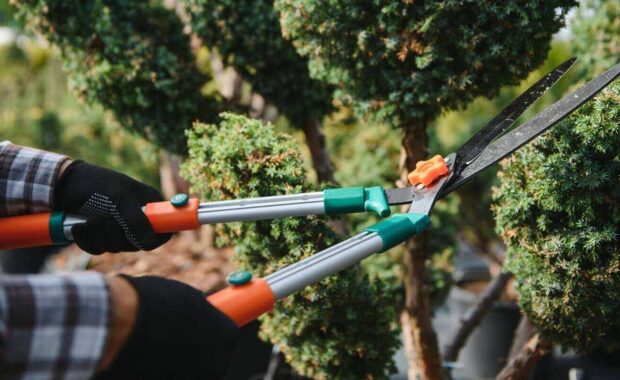 the gardener trims the trees