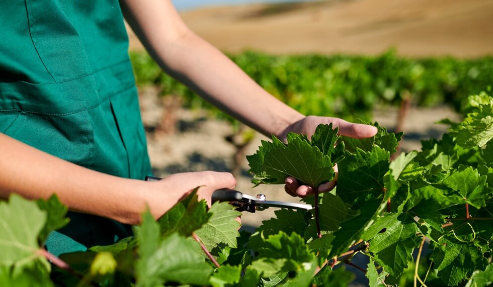 winegrower pruning grapevine leaves with secateurs in vineyard