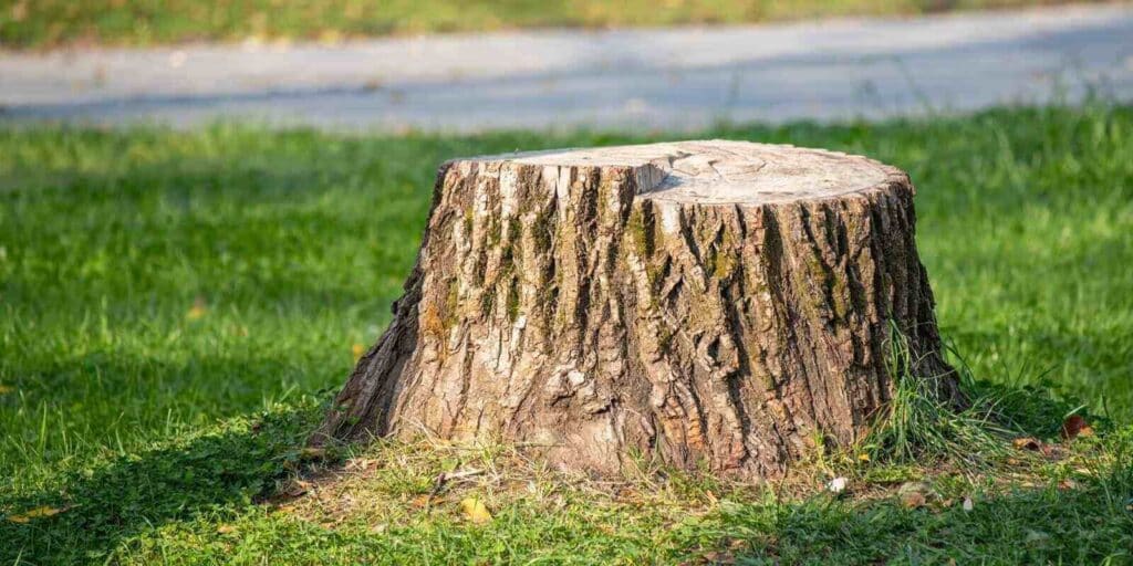 a large tree stump sits in a grassy field