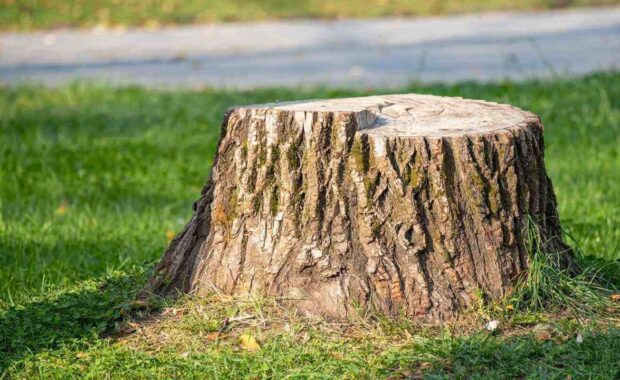 a large tree stump sits in a grassy field
