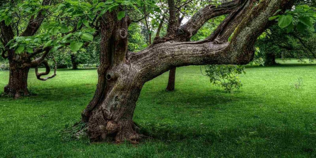 big old tree in a garden