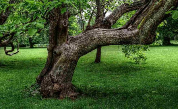 big old tree in a garden