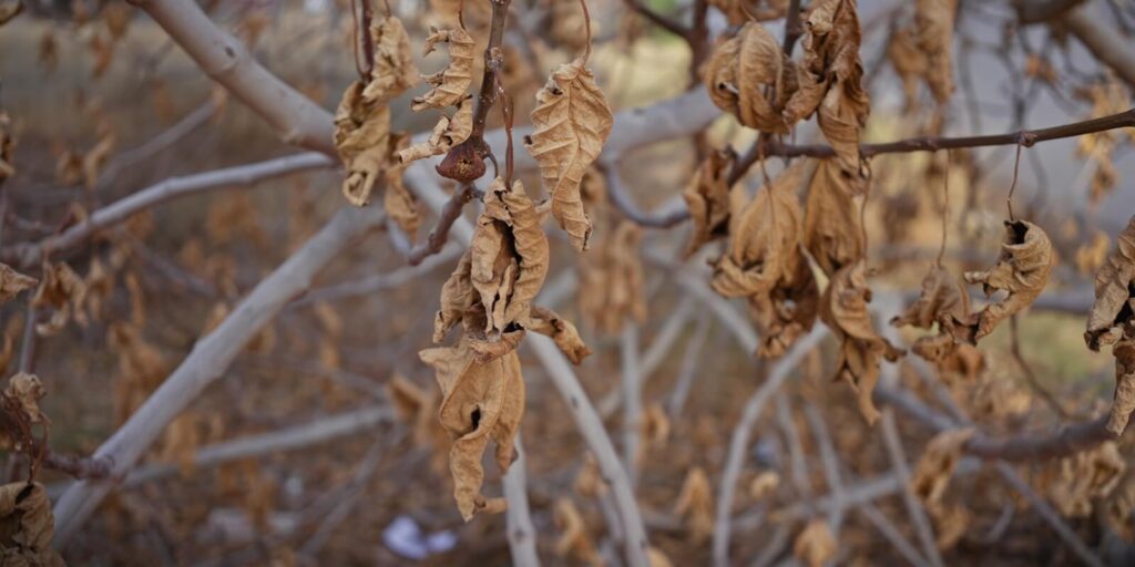 close-up of withered leaves on tree branches illustrating drought in murcia