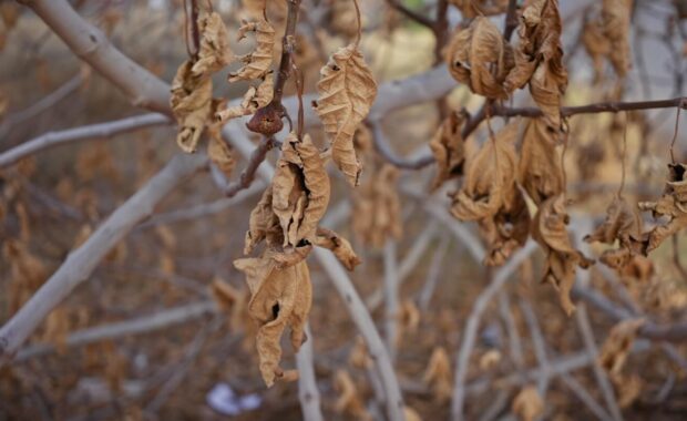 close-up of withered leaves on tree branches illustrating drought in murcia