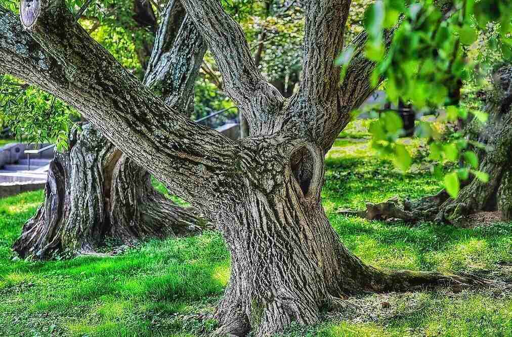 old tree in a garden place
