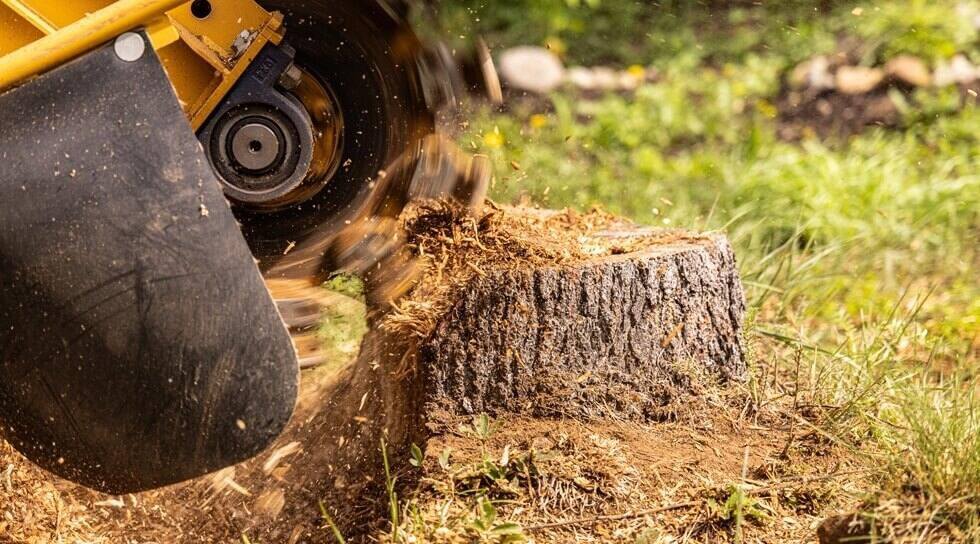stump grinder machine is grinding a tree stump in a garden, creating wood chips