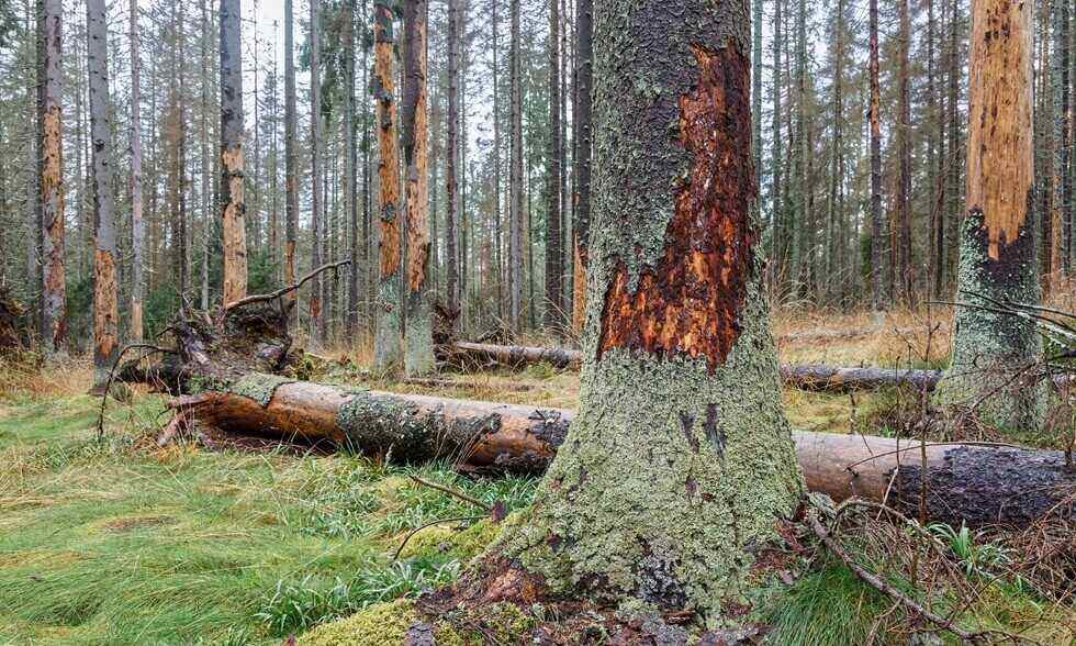 trees damaged by bark beetle
